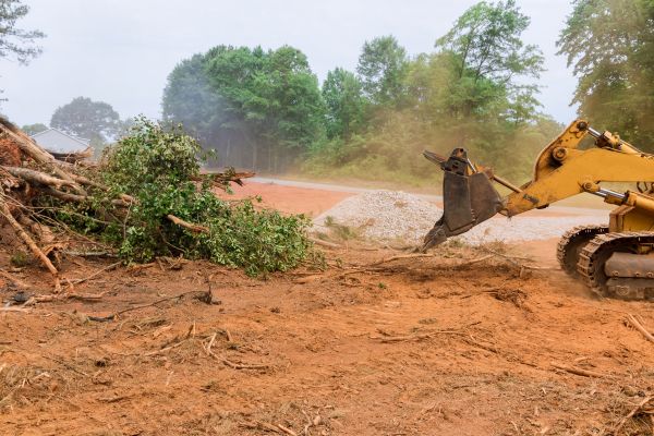 Cost of Forestry Mulching Service in Lewes