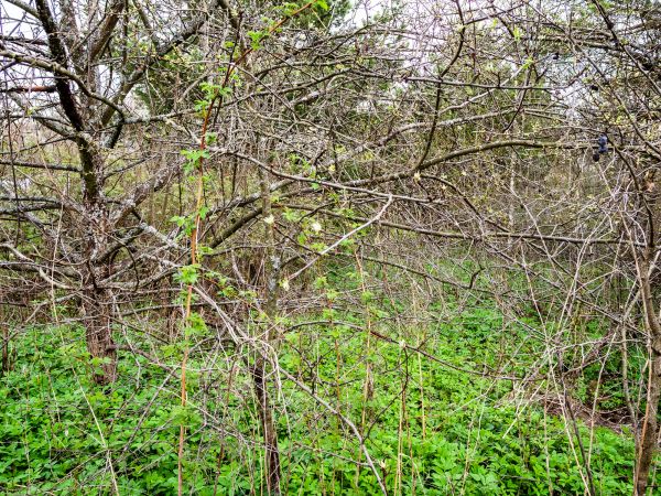 Underbrush Clearing in Lewes