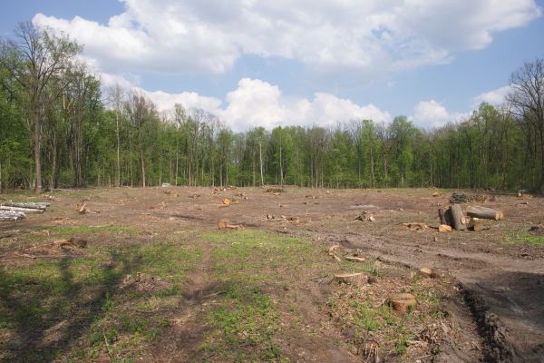Cost of Pasture Clearing in Lewes