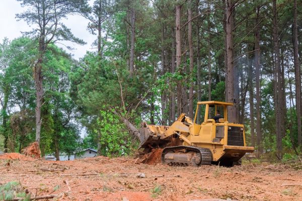 Forest Thinning in Lewes