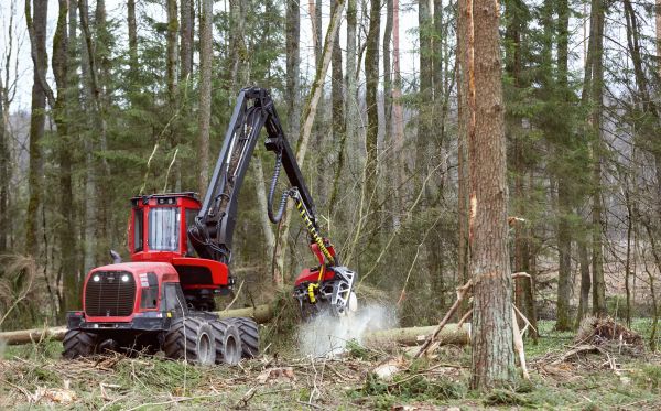 Forest Clearance Service in Lewes