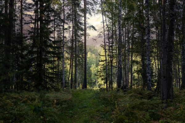 Cost of Pine Tree Clearing in Lewes
