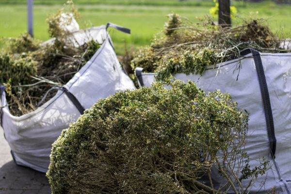 Cost of Bushes Clearing in Lewes