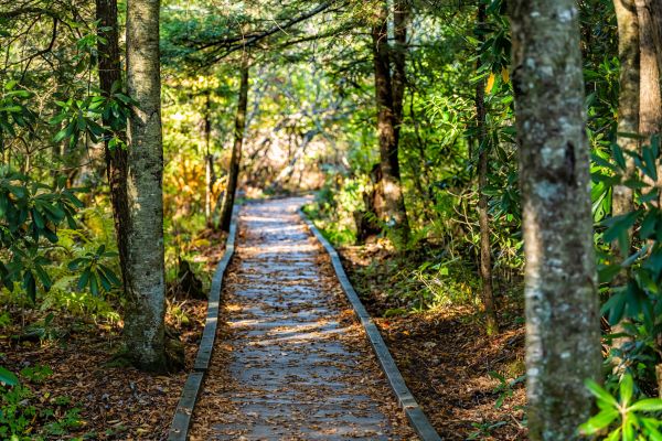 Cost of Trail Clearing in Lewes